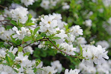 White Exochorda macrantha, or Pearl Bush, ‘The Bride’ in flower.