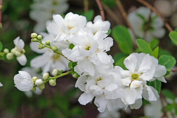 White Exochorda macrantha, or Pearl Bush, ‘The Bride’ in flower.