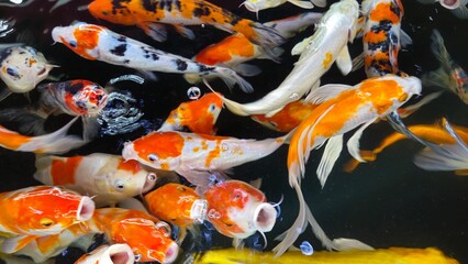 Colorful Koi fish or Japanese Koi carp swimming in the healthy lake.