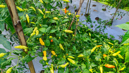 The horticultural green chili farming system uses plastic mulch in Indonesia
