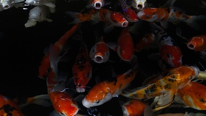 Colorful Koi fish or Japanese Koi carp swimming in the healthy lake.