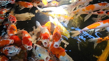 Close up of colorful Koi fish or Japanese Koi carp swimming in the healthy lake.  Top view of...