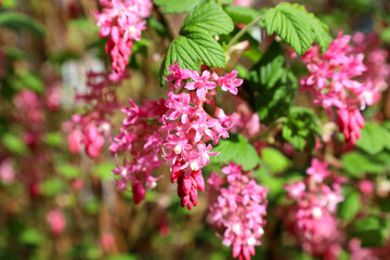 Lovely ribes sanguineum pink flowers blooming in a garden in spring time