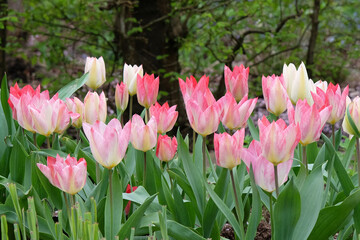 Cream and pink Triumph Tulip, Tulipa ‘Flaming Purissima’ in flower