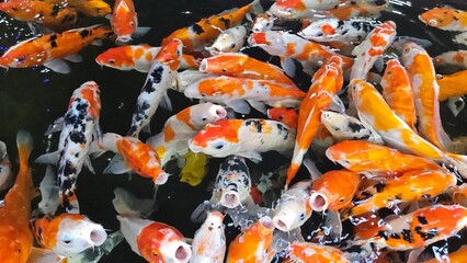 Close up of colorful Koi fish or Japanese Koi carp swimming in the healthy lake.  Top view of...