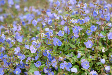 Veronica umbrosa speedwell ‘Georgia Blue’ in flower.
