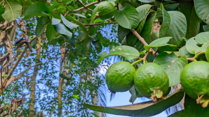 Close-up of fresh green guava fruit in the wild