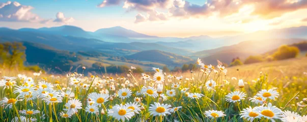 Outdoor-Kissen Banner, beautiful spring and summer natural landscape with blooming field of daisies in the grass in the hilly countryside. © Katerina Bond