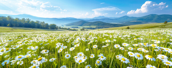 Banner, beautiful spring and summer natural landscape with blooming field of daisies in the grass...