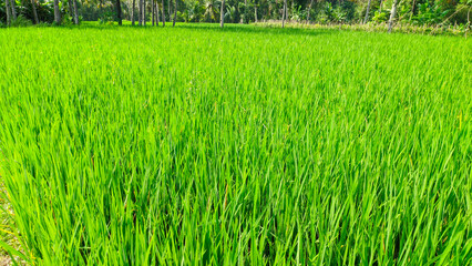 Rice plants growing well in fresh green rice fields, Indonesian agriculture