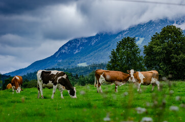 cows in the austrian alps