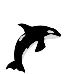 Orca Whale Vector Illustration 