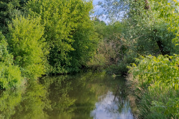  Dzika rzeka (Kamienna) w szczytowym okresie rozwoju zieleni letniej. Piękna polska przyroda w Świętokrzyskim- nieuregulowana rzeka wije się wśród gęstych lasów (prawdziwa dżungla) w lipcowe popołudni - obrazy, fototapety, plakaty