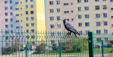 Kawka (Corvus monedula) na płocie z siatki wśród blokowisk miejskich. Czarny ptak o niebieskich oczach i otwartym dziobie siedzi na zielonym płocie.