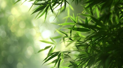 The gentle rustle of bamboo leaves in the breeze, creating a soothing symphony of nature sounds