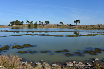 Naturschutzgebiet auf der Ile de Noirmoutier