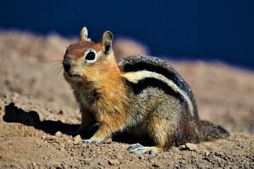 Chipmunk at the rim of a caldera partly filled by Crater Lake which is the main feature of Crater Lake National Park (south-central Oregon, western United States)