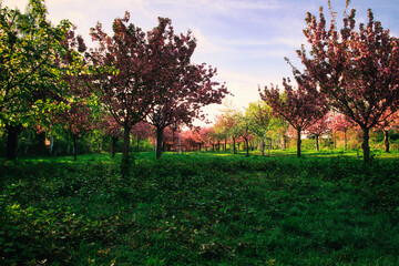 Fototapeta na wymiar Kirschblüte - Kirschbäume - Asahi - Teltow - Brandenburg - Germany - Blütenpracht - Cherry - Blossoms - Flower - Green - Japanese - Background - Sakura - Concept 
