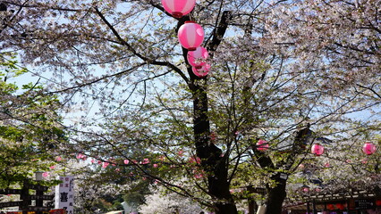 喜多院　桜祭り