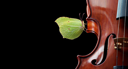 delicate yellow butterfly sitting on a violin on a black background - 788390858