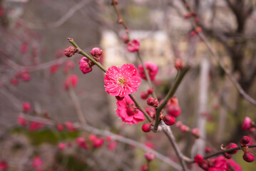 梅の花