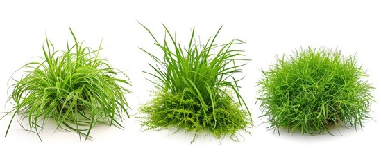 3 styles of fresh green spring grass are isolated against a white background.