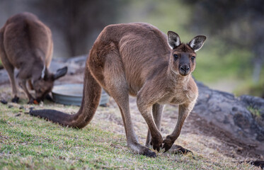 Naklejka na ściany i meble Group of western grey kangaroos (Macropus Fuliginosus), a subspecies of kangaroos on Kangaroo Island, Australia