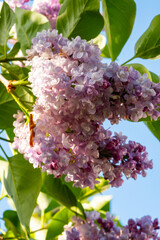 Light purple blossom of lilac Syrínga flowering plant - 788395659