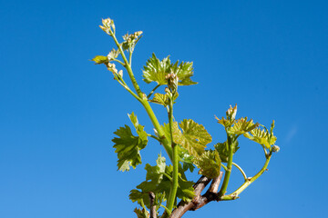 Young green grape plant shoot with leaves, buds and berry ovaries and blue sky - 788396083