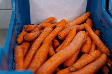 Different types and sizes of non standard orange carrots in plastic box in vegetables processing...