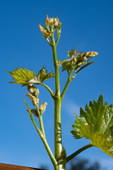 Young green grape plant shoot with leaves, buds and berry ovaries and blue sky