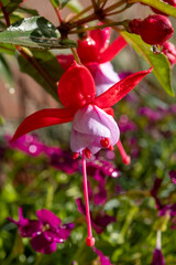 Colorful flowers of fuchsia magellanica flowers in spring garden - 788397212
