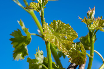 Young green grape plant shoot with leaves, buds and berry ovaries and blue sky - 788397233
