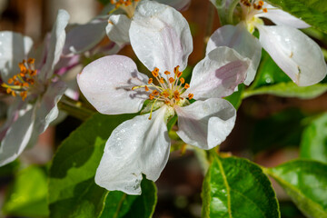 Fruit orchard in spring, pink blossom of apple fruit trees close up