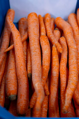 Different types and sizes of non standard orange carrots in plastic box in vegetables processing farm - 788397447