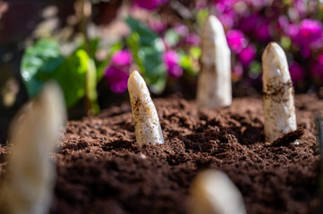 Harvesting of organic white asparagus on Dutch farm, spring growth on delicious vegetables in garden and blossom of azalea, Netherlands - 788397469