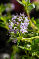 Spring blossom of pink aromatic kitchen herb thyme in garden - 788397482