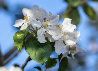 Apple tree blossom. Flower. Blossoming. Spring. Netherlands. Fruit. 