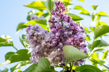 Light purple blossom of lilac Syrínga flowering plant - 788397661