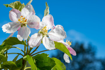 Fruit orchard in spring, pink blossom of apple fruit trees close up - 788397664