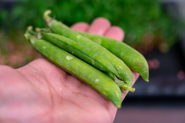 Harvest of experimental new legumes and vegetables varieties in seed bank