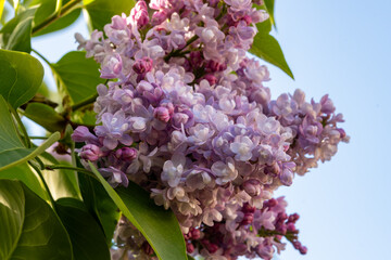 Light purple blossom of lilac Syrínga flowering plant