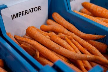 Different types and sizes of non standard orange carrots in plastic box in vegetables processing...
