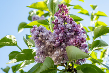 Light purple blossom of lilac Syrínga flowering plant - 788397698
