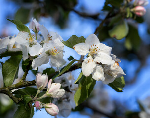 Apple tree blossom. Flower. Blossoming. Spring. Netherlands. Fruit. 