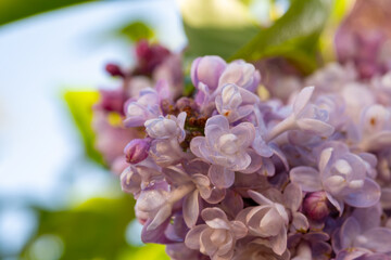 Light purple blossom of lilac Syrínga flowering plant