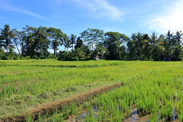 green rice terrace field in Bali, Indonesia