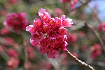  red Plum blossoms in Kamakura, Japan in March