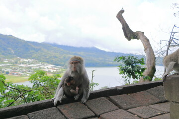 Wild monkeys at the twin lakes - Buyan lake and Tamblingan lake - near Pura Ulun Danu Bratan temple