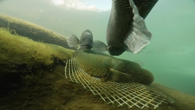 Zanders are preparing to spawn. Big Walleye, Zander or Pike-perch (Sander lucioperca). Underwater video of fresh-water fish. Swimming pike perch. Nature light. Spawning zanders.